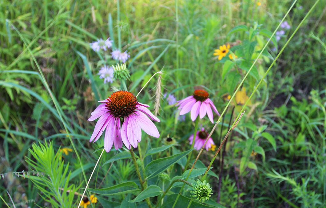 Optimize Your Least Productive Acres