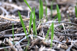 cover crop agriculture conservation